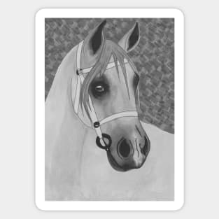 Black and white Arabian horse Sticker